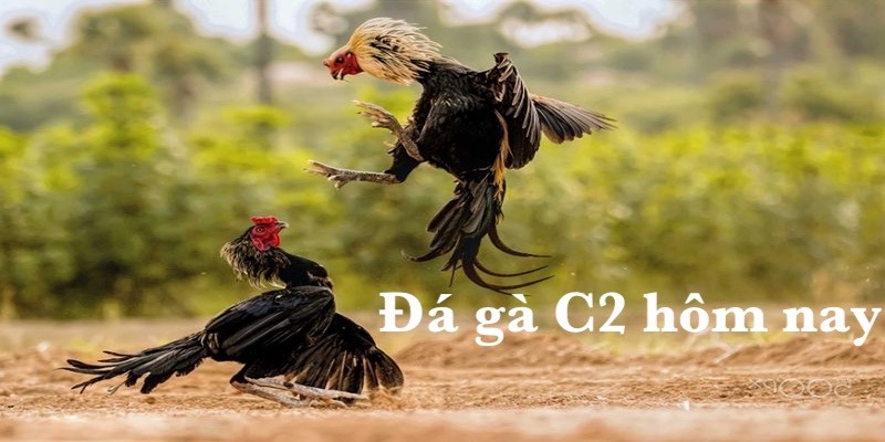 Khái quát đá gà C2 hôm nay là gì?