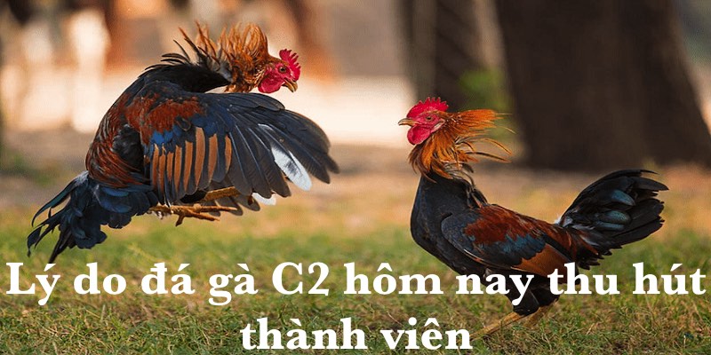Lý do đá gà C2 hôm nay thu hút thành viên