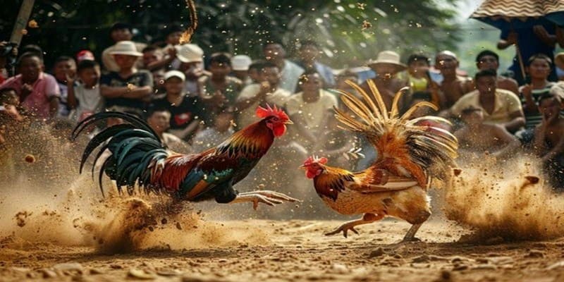 Giới thiệu về đá gà Campuchia