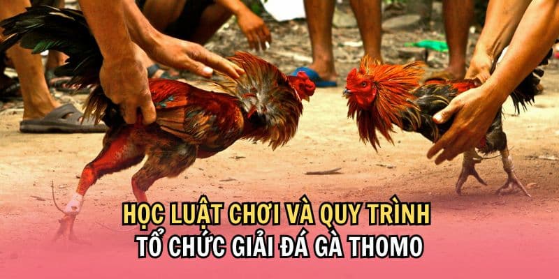 Giới thiệu về đá gà giải Thomo