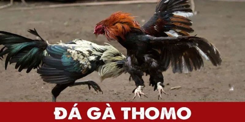Luật chơi đá gà giải Thomo