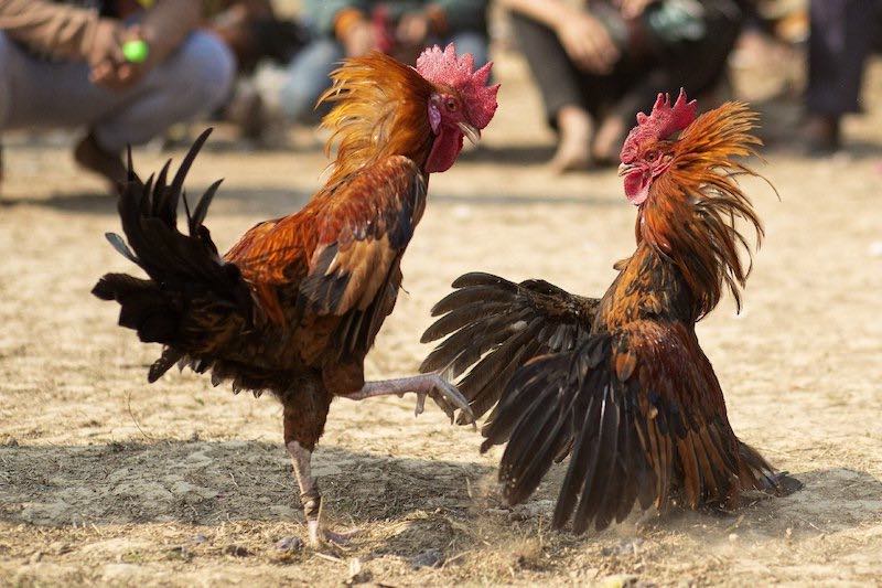 Đôi nét đá gà mạng trực tiếp 6886WIN