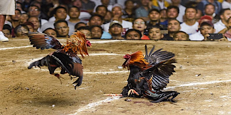 Những lưu ý khi cược đá gà mạng trực tiếp