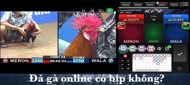 Giải đáp liên quan đá gà online có bịp không? 