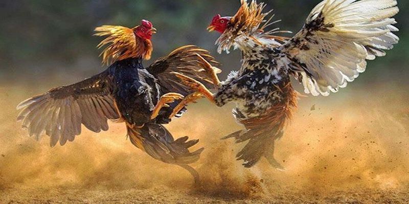 Tiêu chính đánh giá nhà cái đá gà online có bịp không?