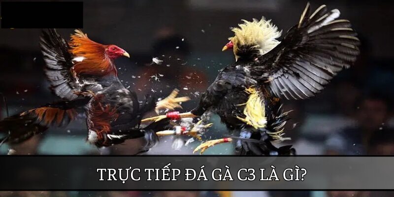 Giới thiệu về đá gà trực tiếp C3 tại 6886WIN
