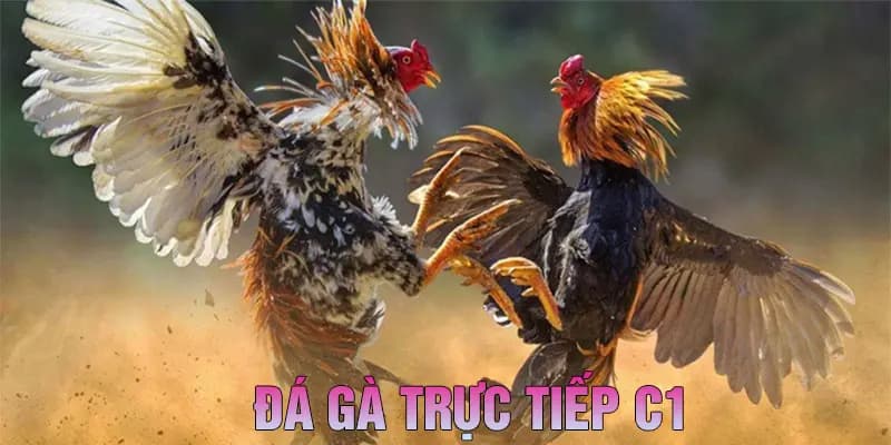 Đá gà trực tiếp C1 là gì?