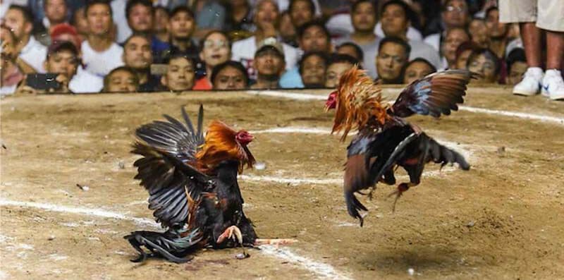 Những lưu ý các kê thủ tham gia cá cược đá gà trực tiếp c1