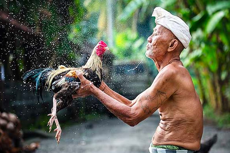 Tại sao cần áp dụng kinh nghiệm đá gà