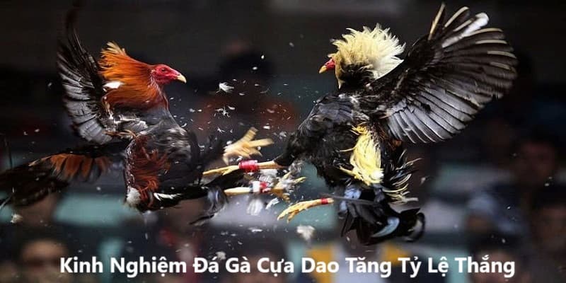 Bật mí cho kinh nghiệm đá gà cựa dao