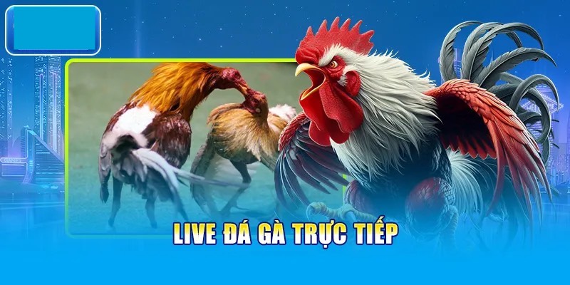 Sơ lược về live đá gà 6886WIN