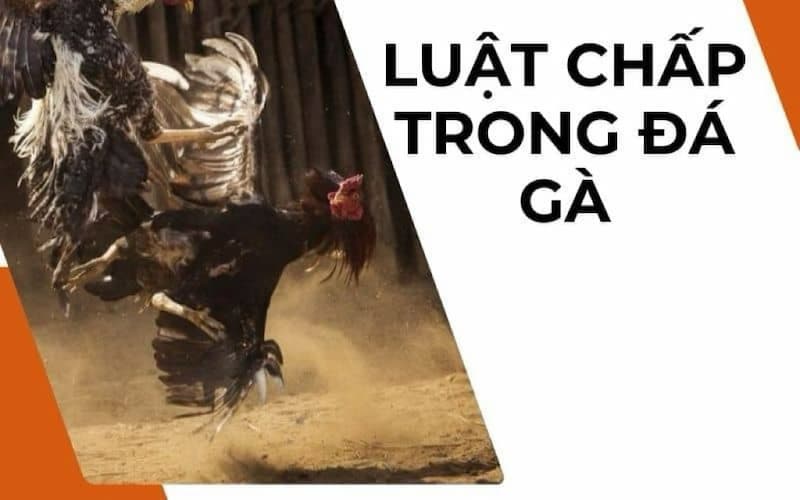 Luật chấp trong đá gà là gì?