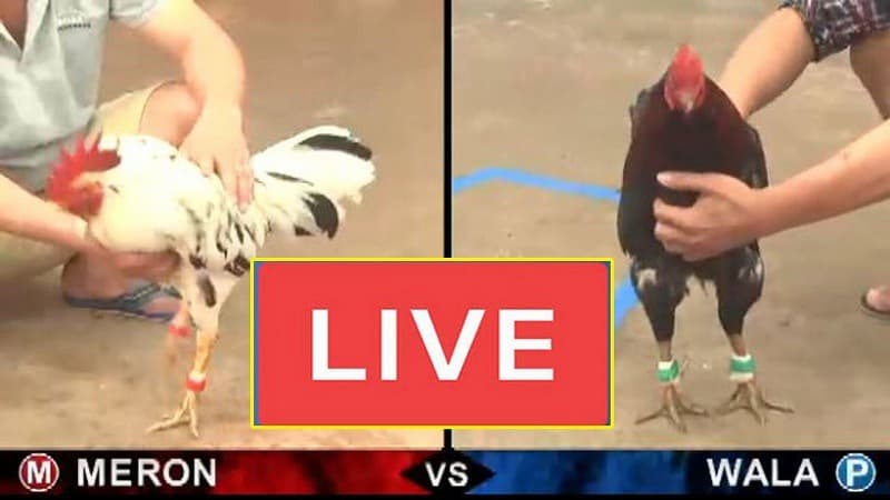 Các tính năng nổi bật của meron là gì?