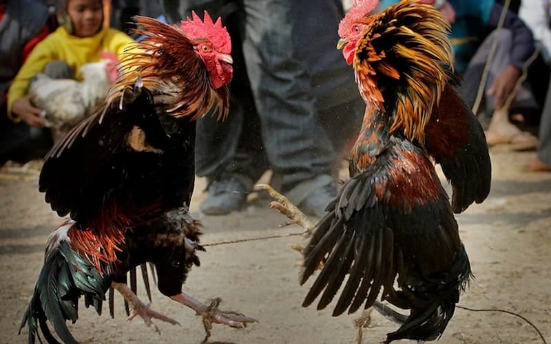 Kiến thức về chọi gà 