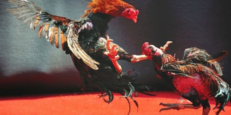 Thuật ngữ trong đá gà là gì?