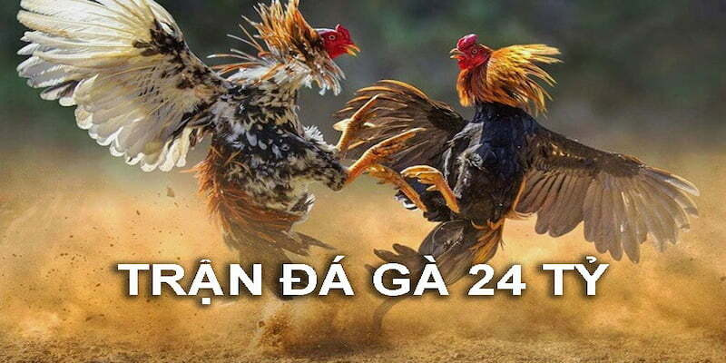 Diễn biến và kết quả chung cuộc của trận đá gà 24 tỷ  