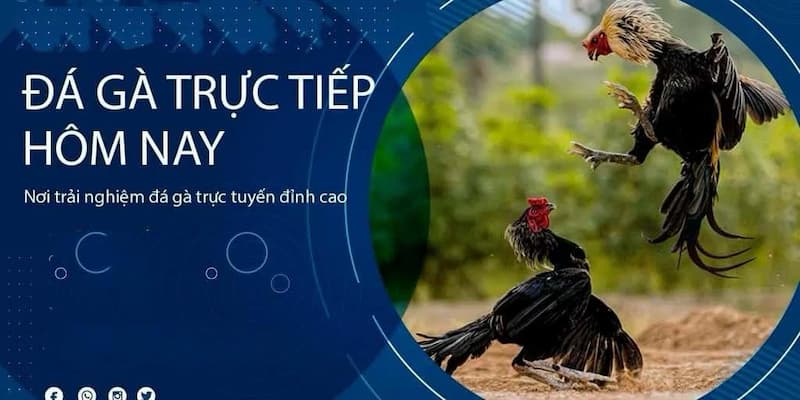 Trực tiếp đá gà cựa sắt hôm nay tại 6886win là gì?