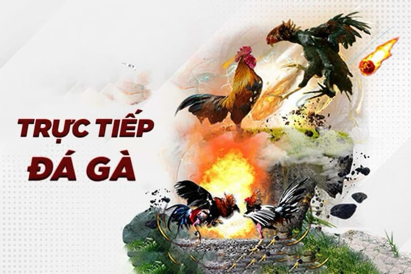 Điểm nổi bật của hình thức trực tiếp đá gà cựa sắt hôm nay